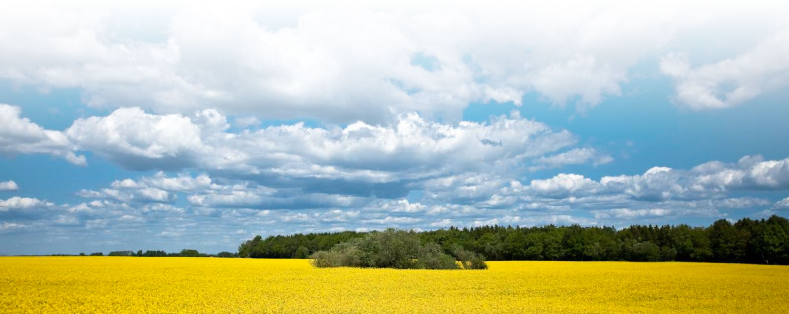 Rapsfält med blå himmel