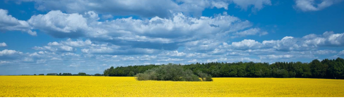 Rapsfält med blå himmel